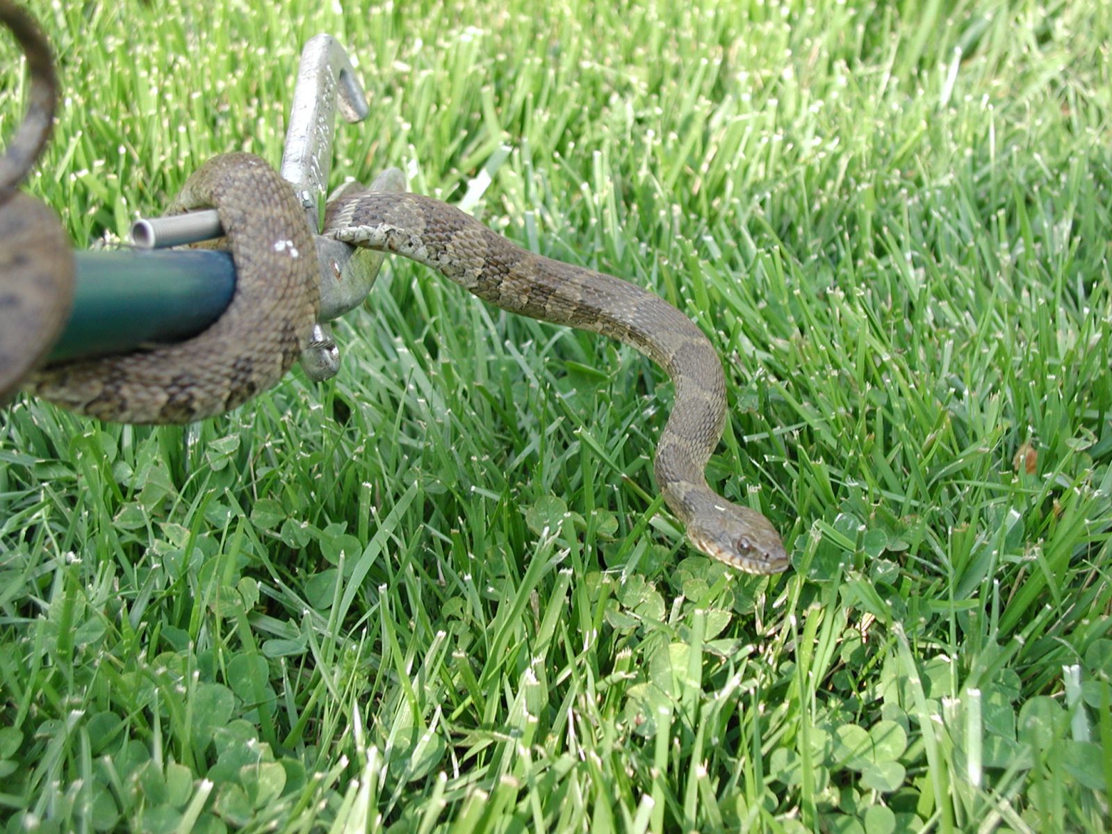 Blacksburg Snake Removal