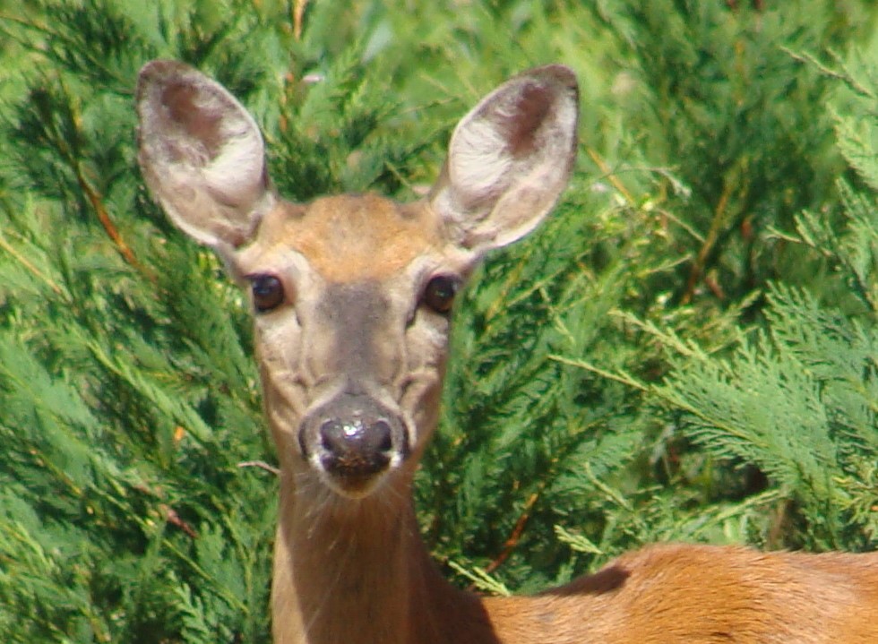 Deer Removal Wytheville