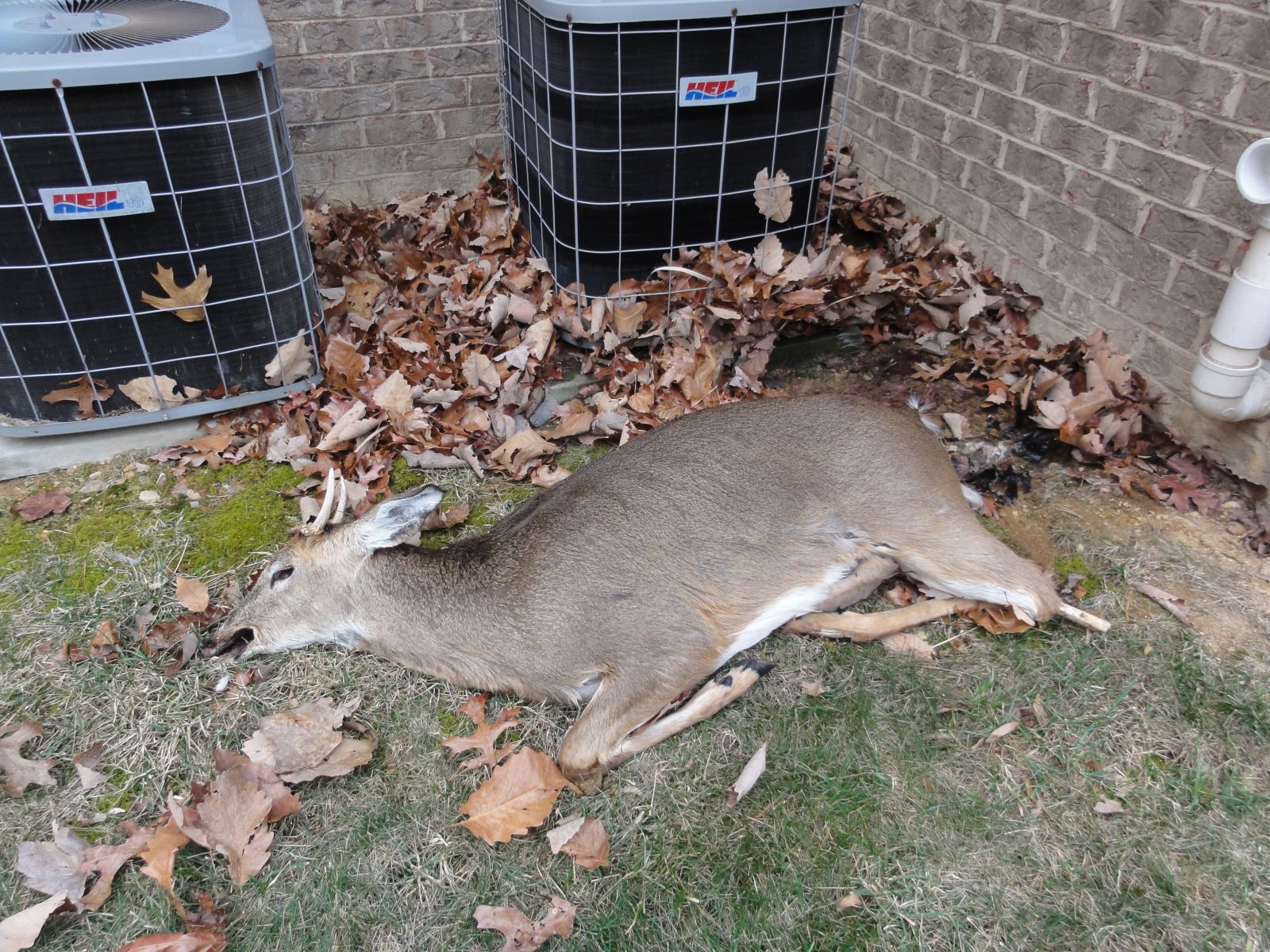 Dead Animal Removal Blacksburg Virginia