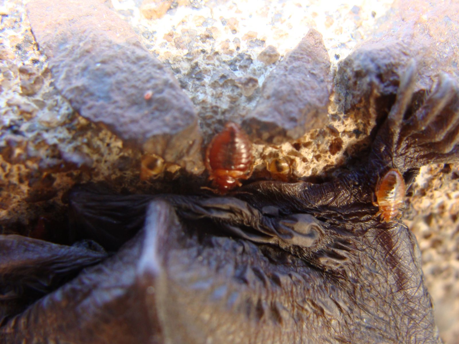 Chesapeake bat bug