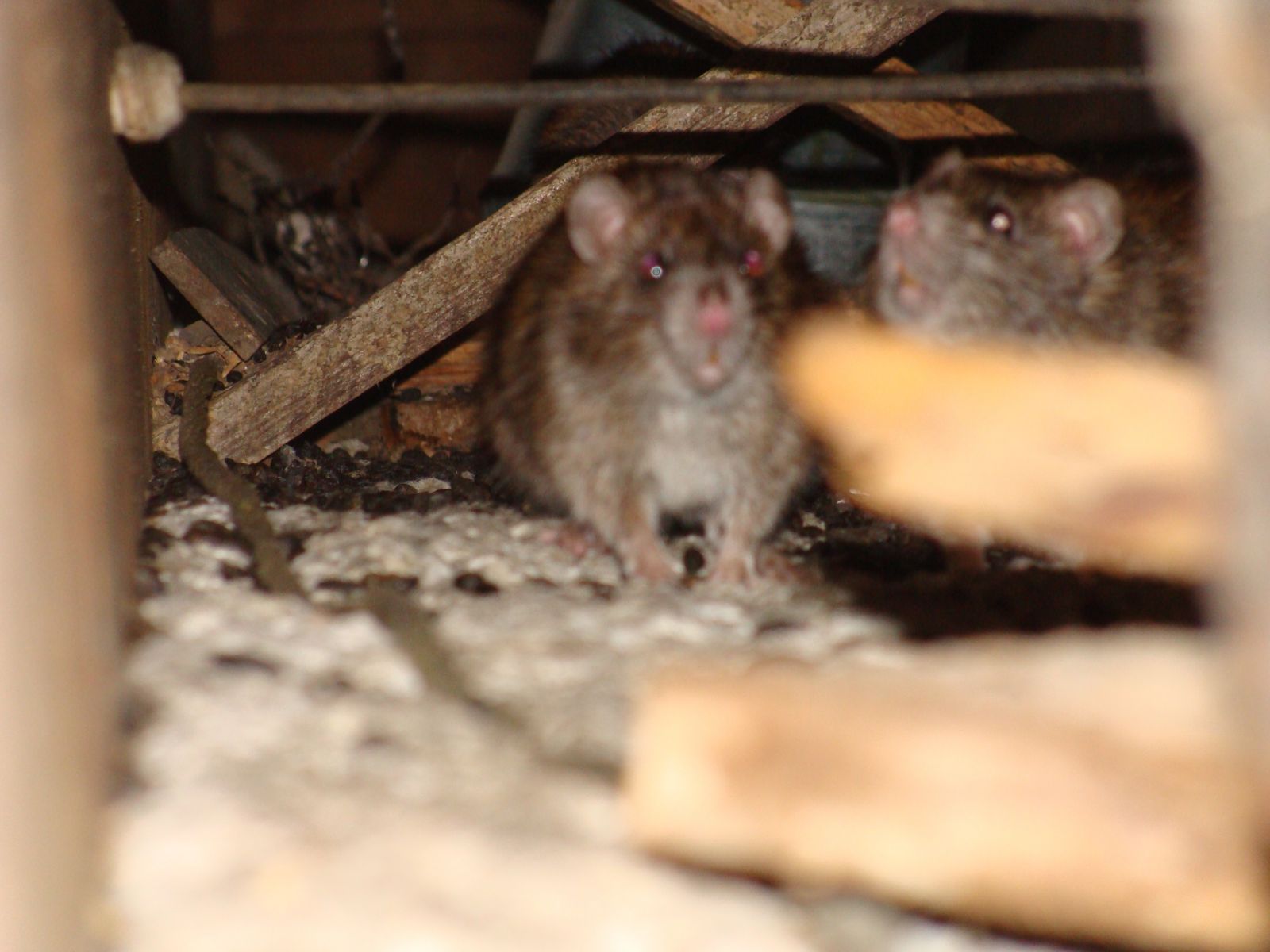 Rat Removal in Lynchburg VA