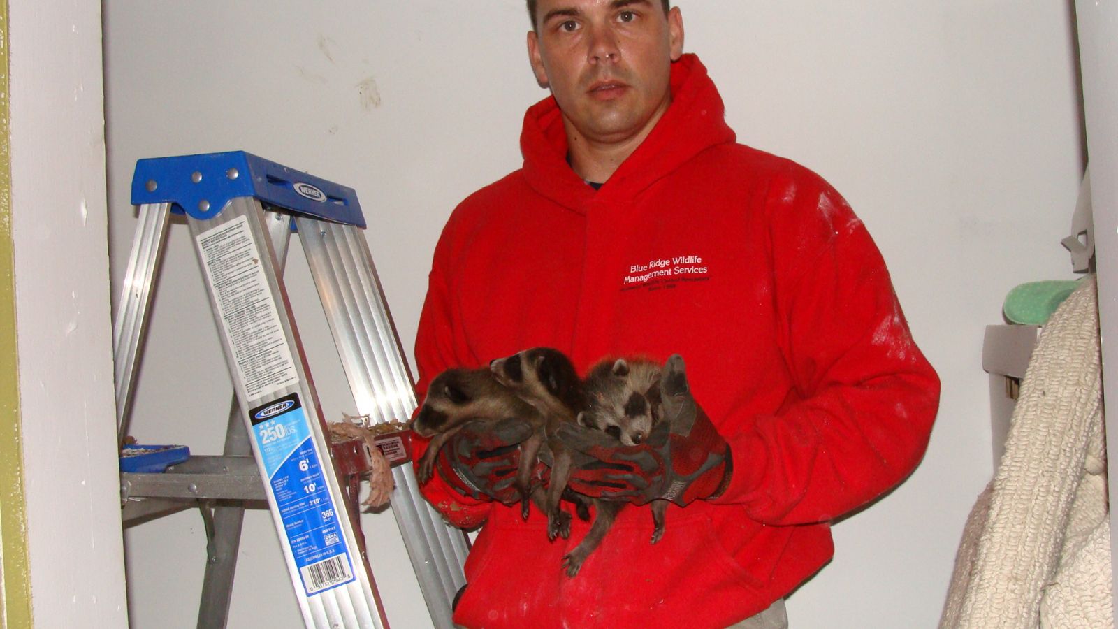 Raccoon Removal Wytheville