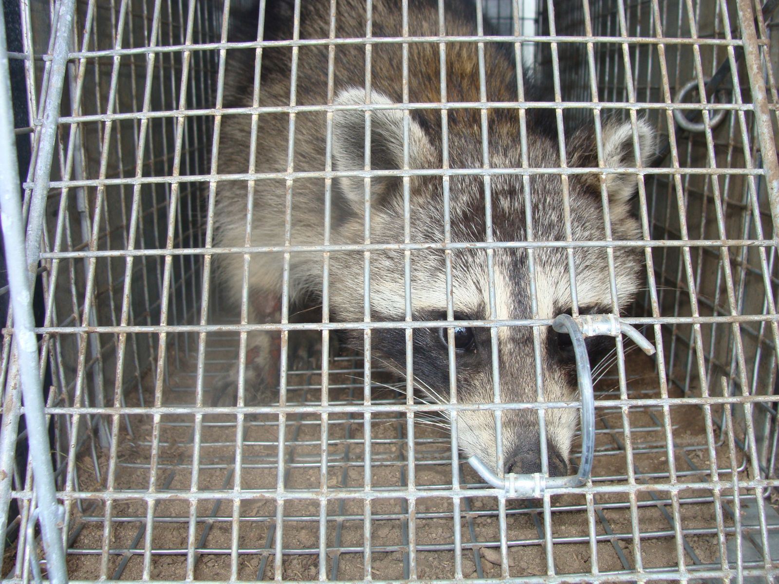 Raccoon Trapper Wytheville