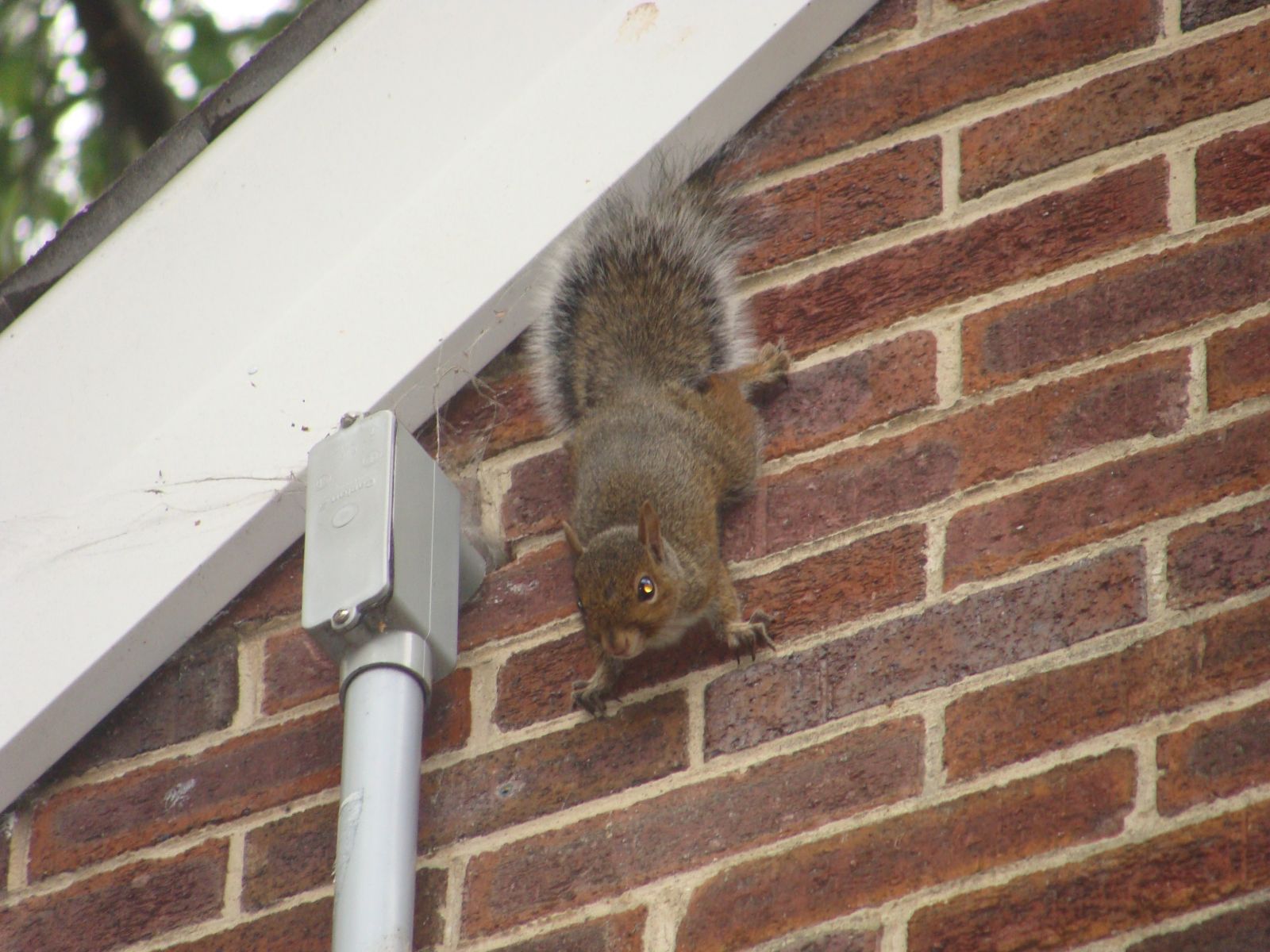 How to get rid of squirrels in Lynchburg VA