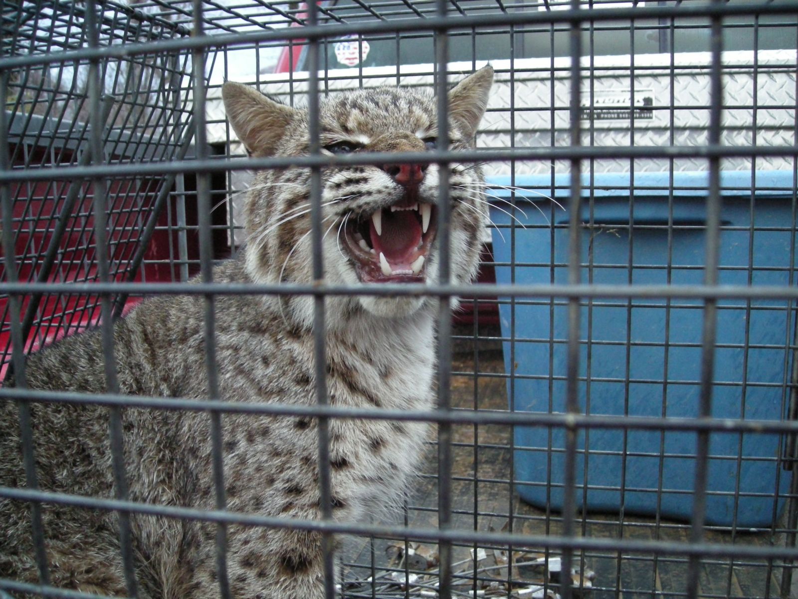 Lynchburg Bobcat Removal and Control Services