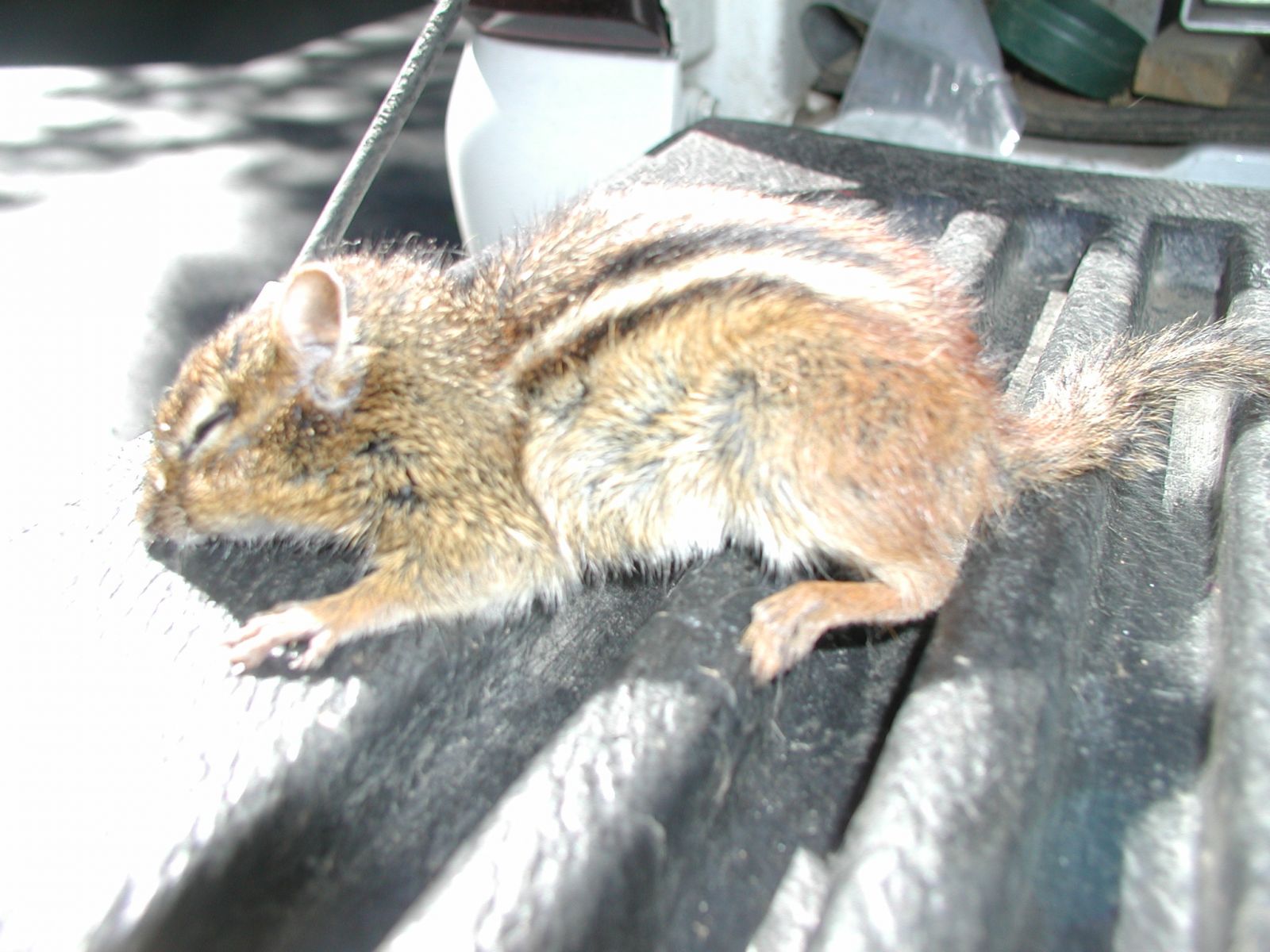 Lexington Chipmunk Removal, Trapping, Control