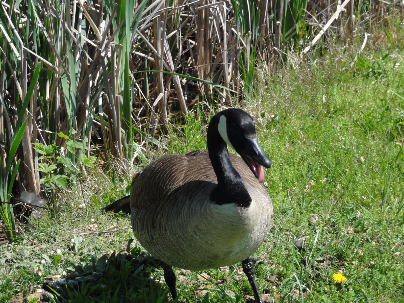 Chesapeake, VA - Geese Removal & Control Services