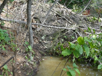 Beaver Reproduction in Virginia