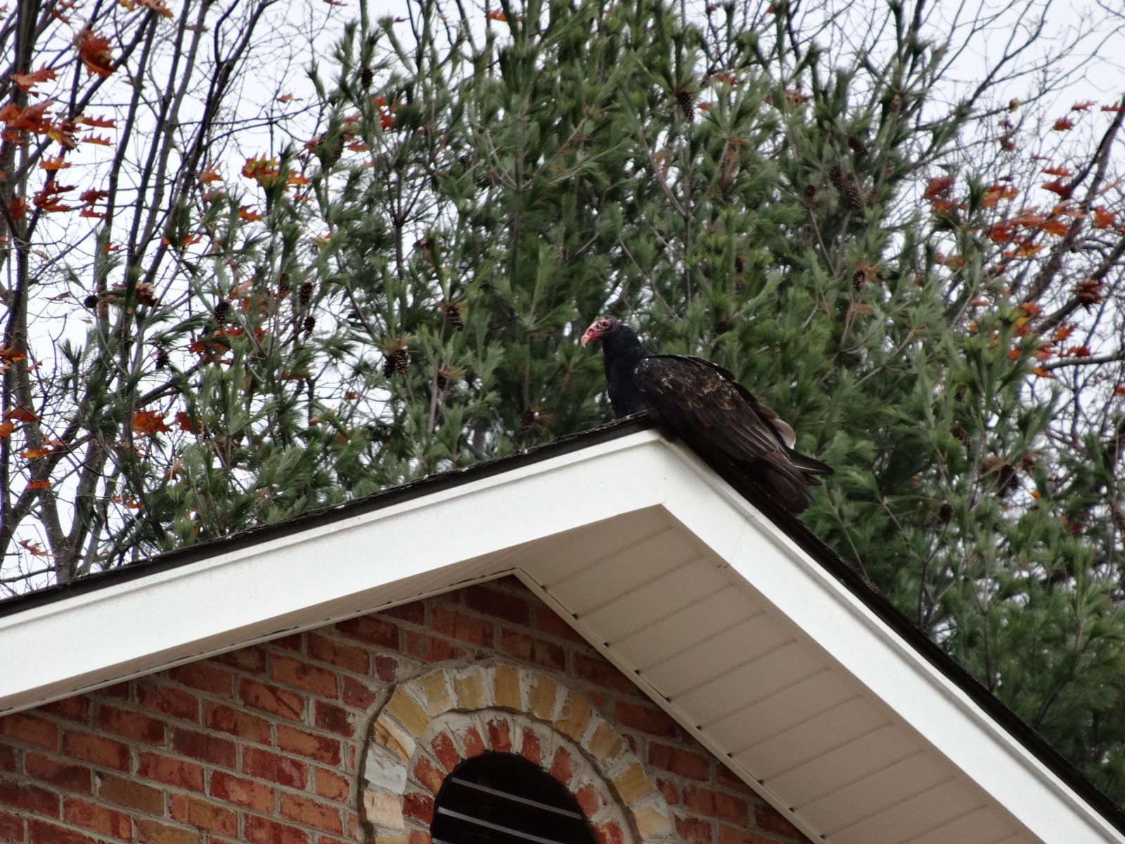 Vulture Removal in Lynchburg Virginia