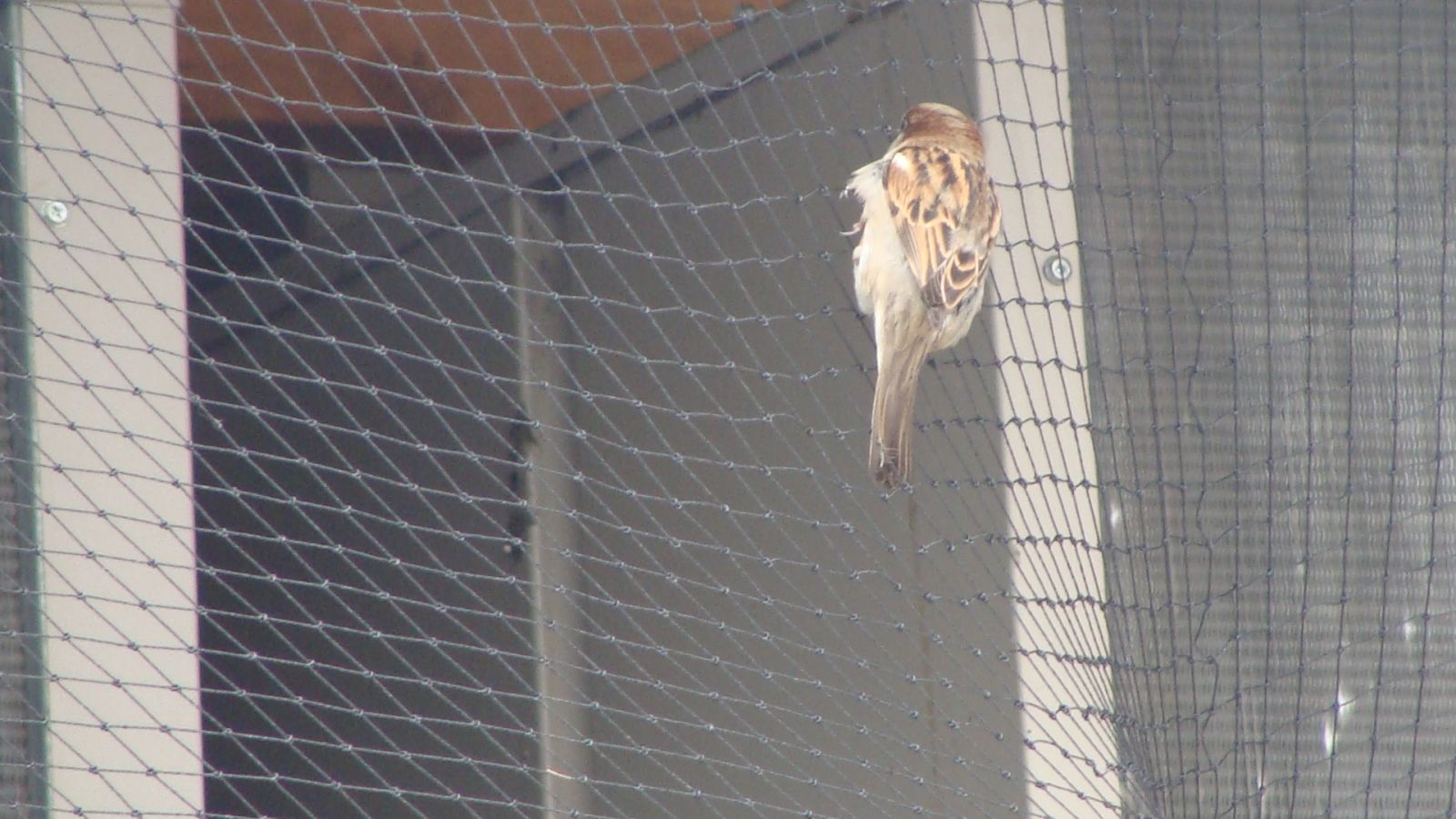 Virginia Bird netting for Sparrows
