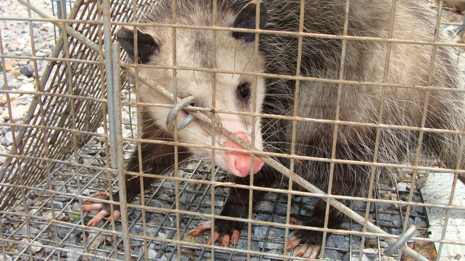 Chesapeake, VA - Opossum Removal & Control Services