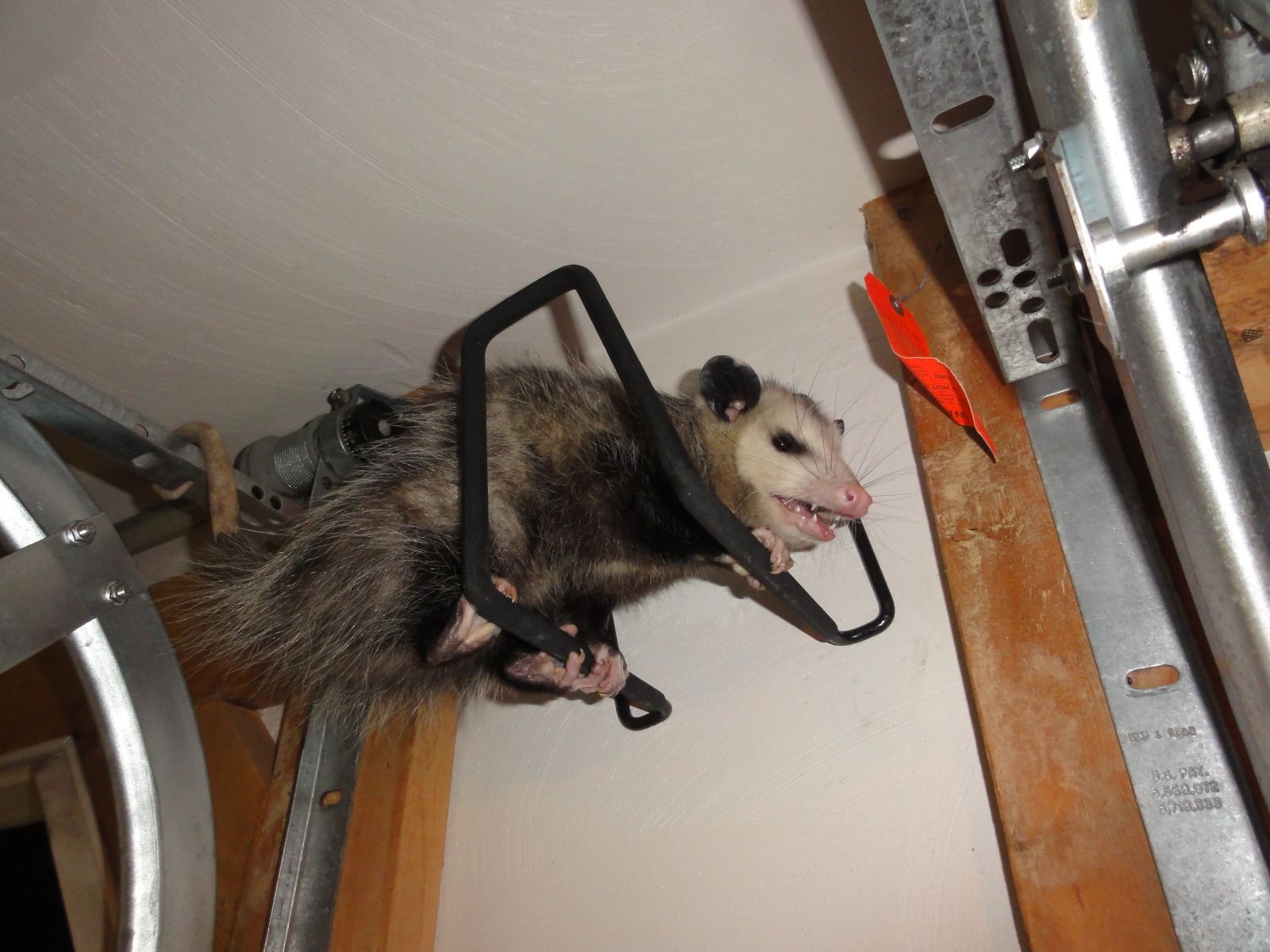 Opossum Removal Blacksburg VA