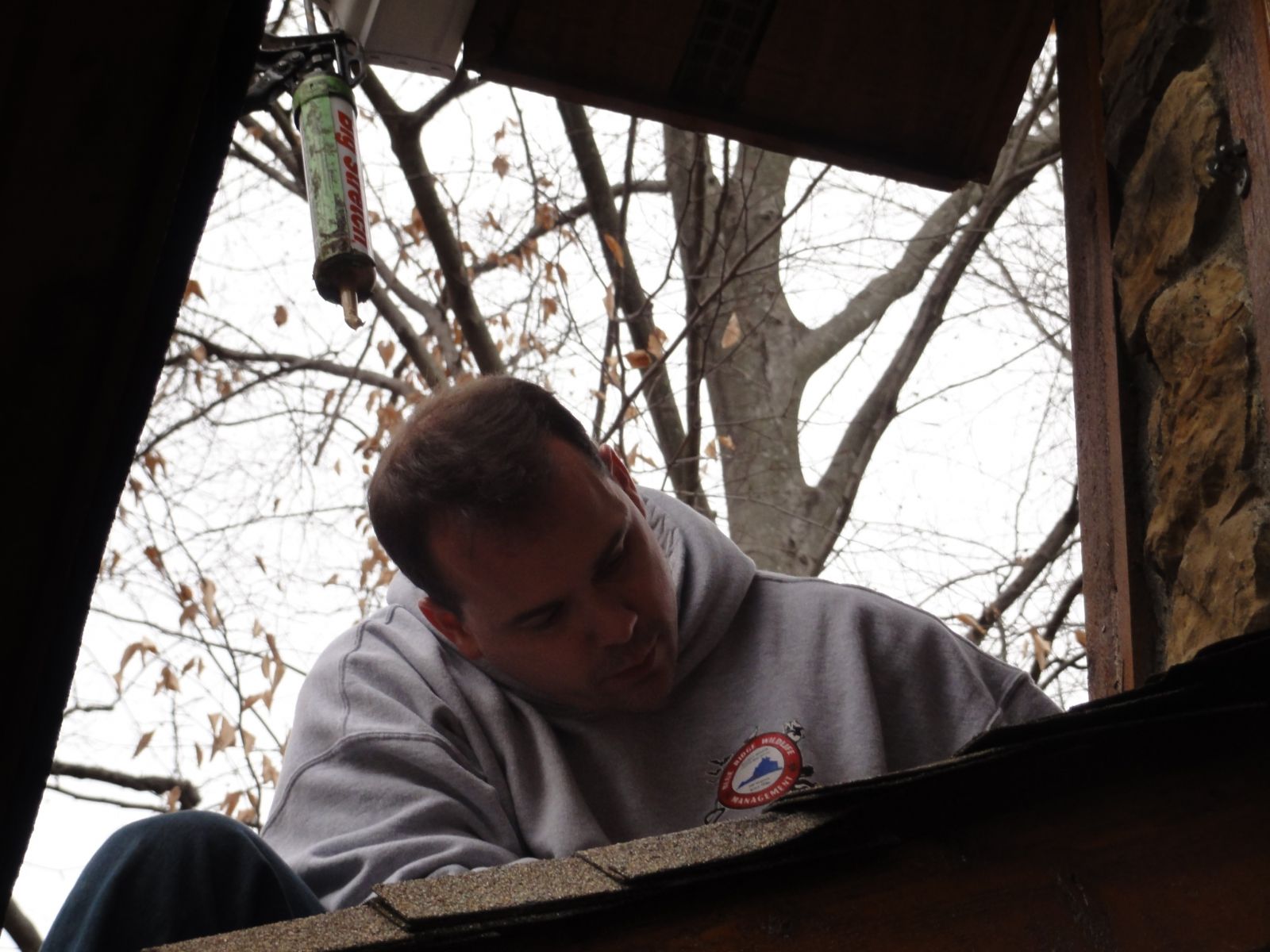 Flying Squirrel Removal Wytheville