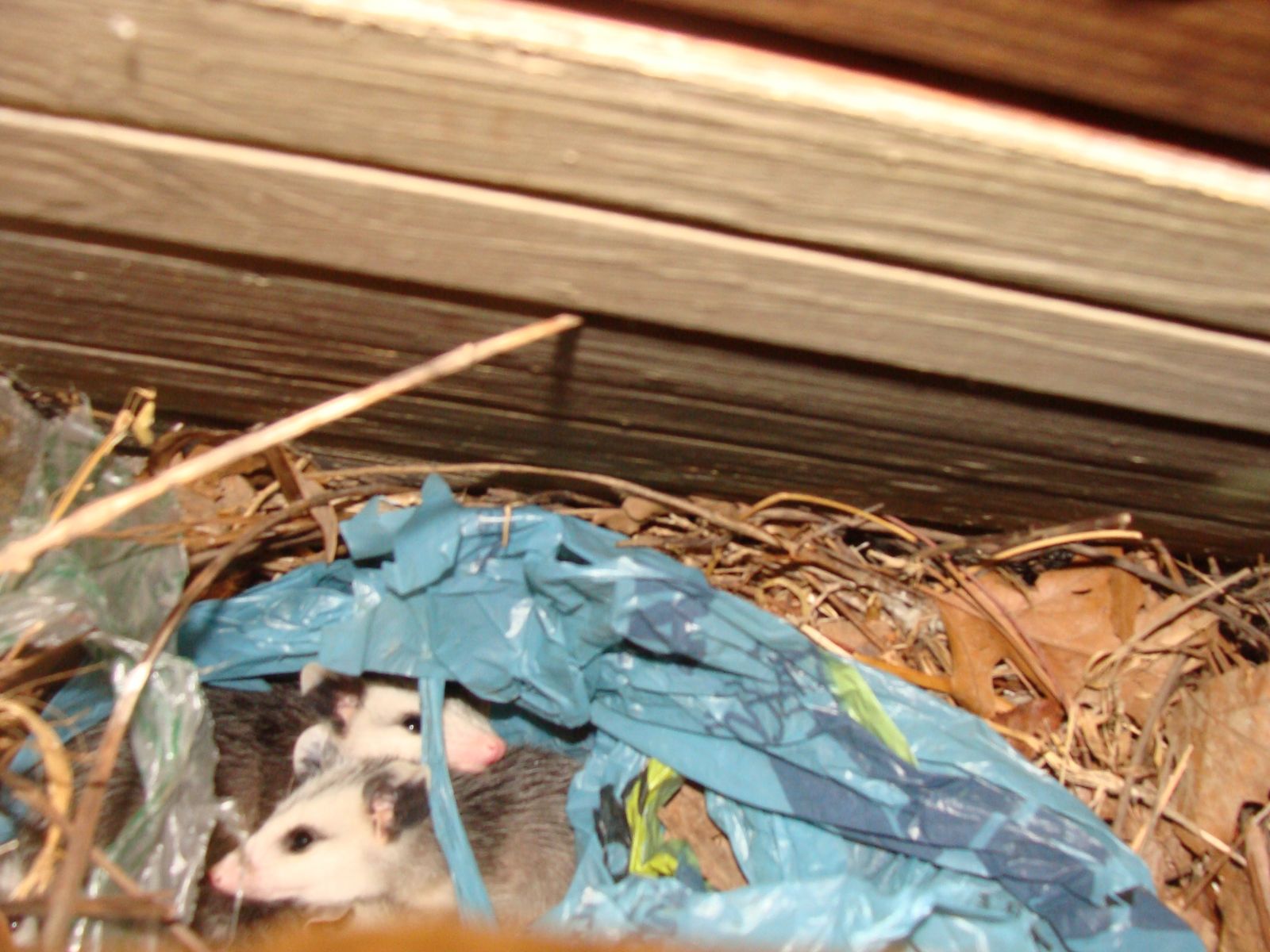 Opossum Removal Wytheville
