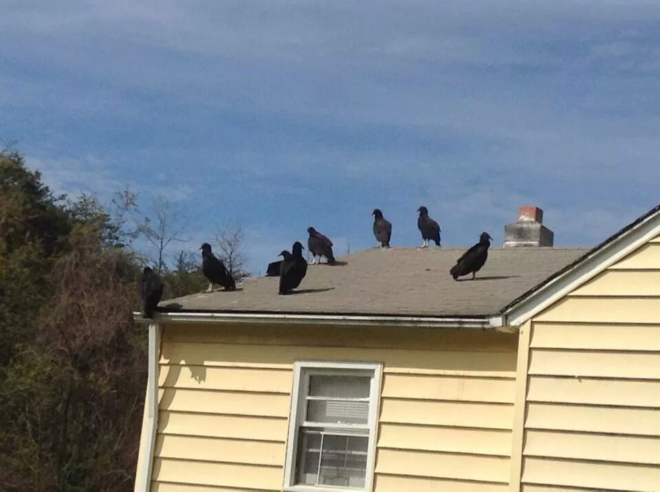 Roanoke Virginia Vulture Removal & Control