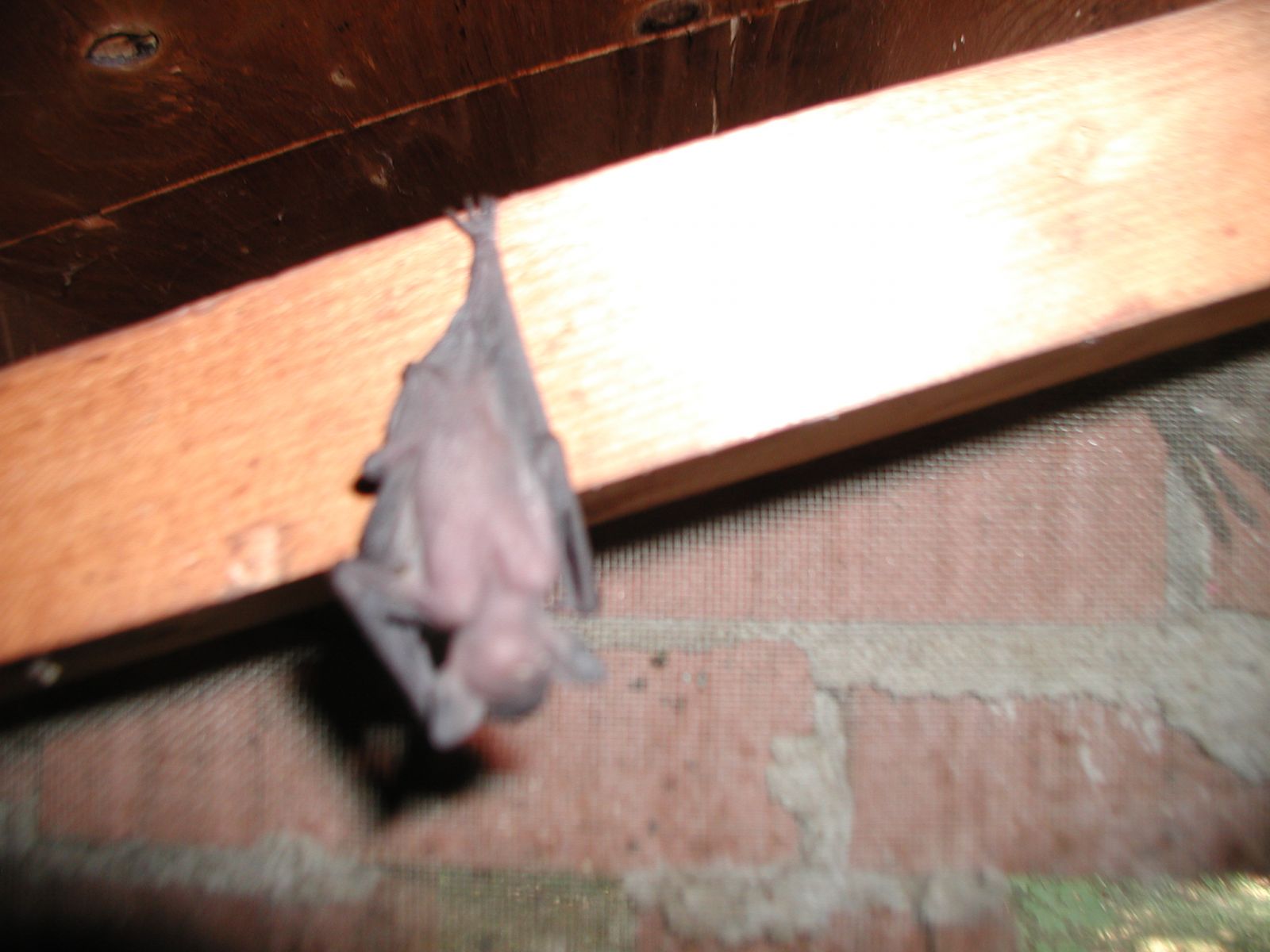 Blacksburg Baby Bat
