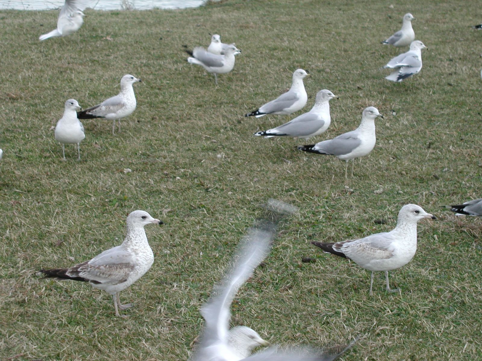 Virginia Seagull Control and Removal
