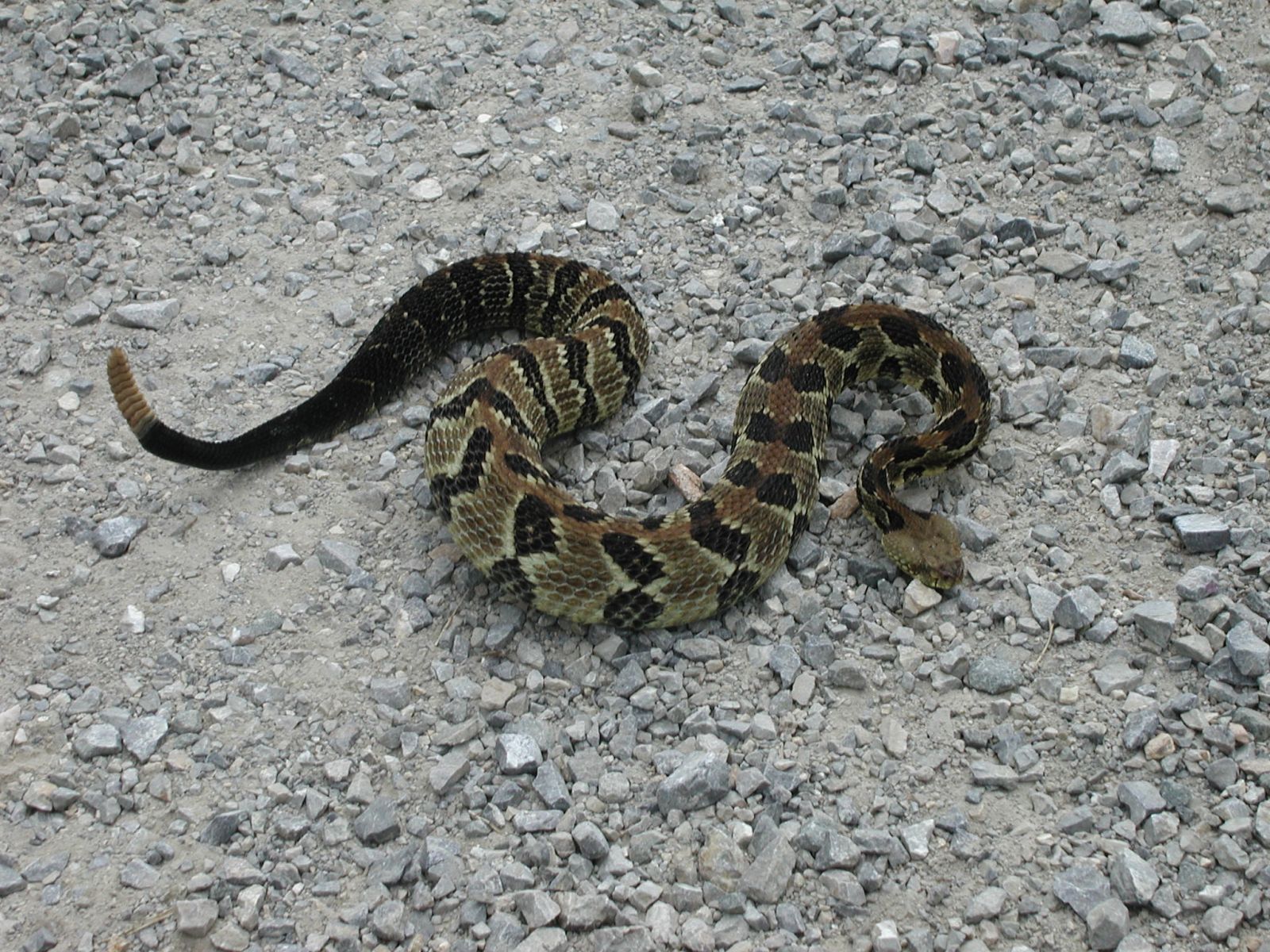 Snake Removal Wytheville