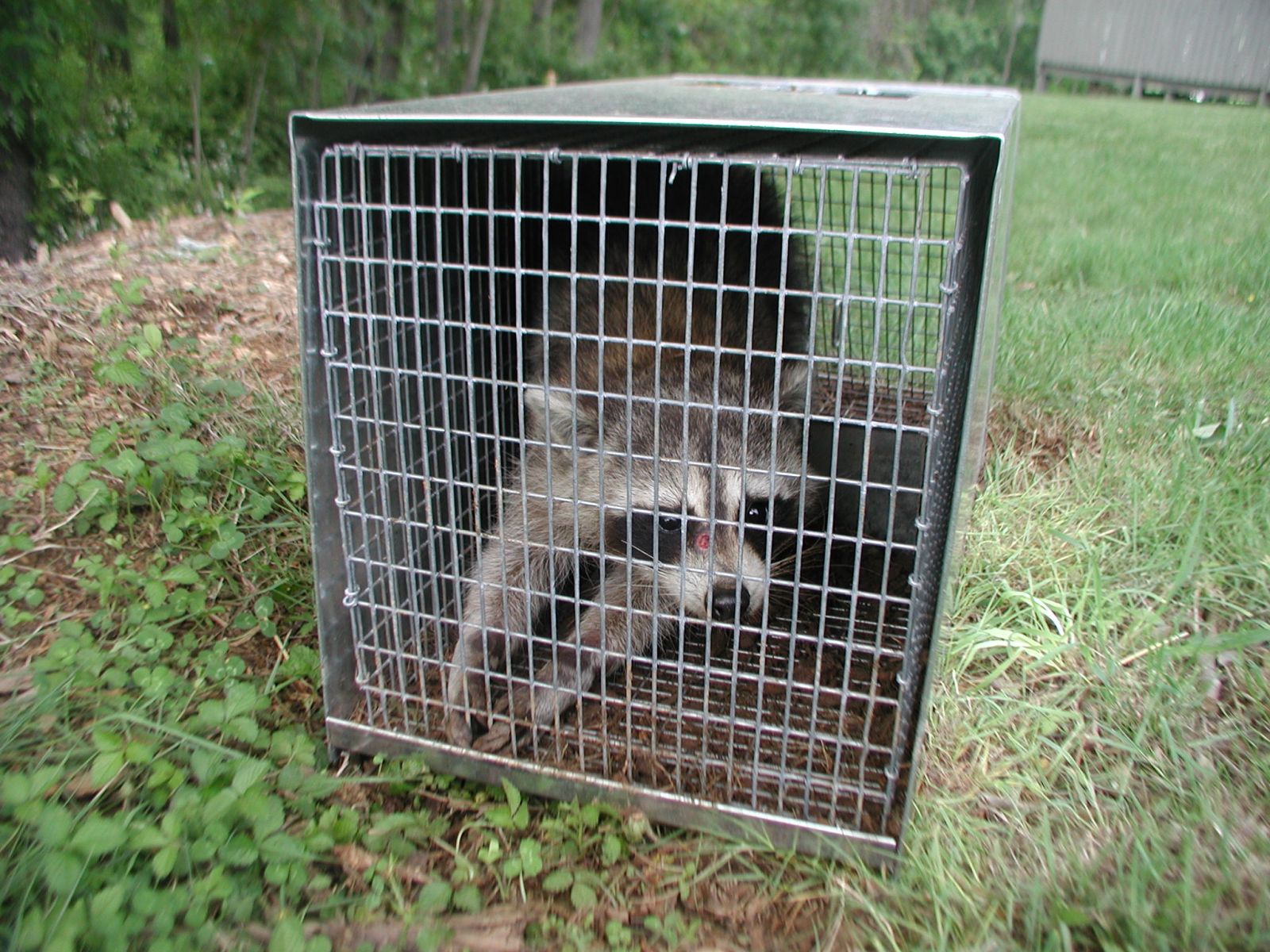 Raccoon Removal Blacksburg VA